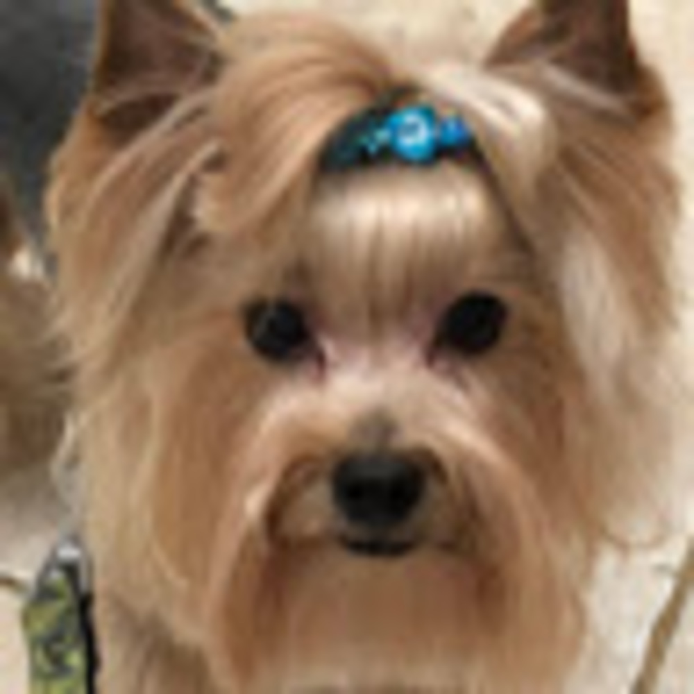 Meet your Posher, Mona